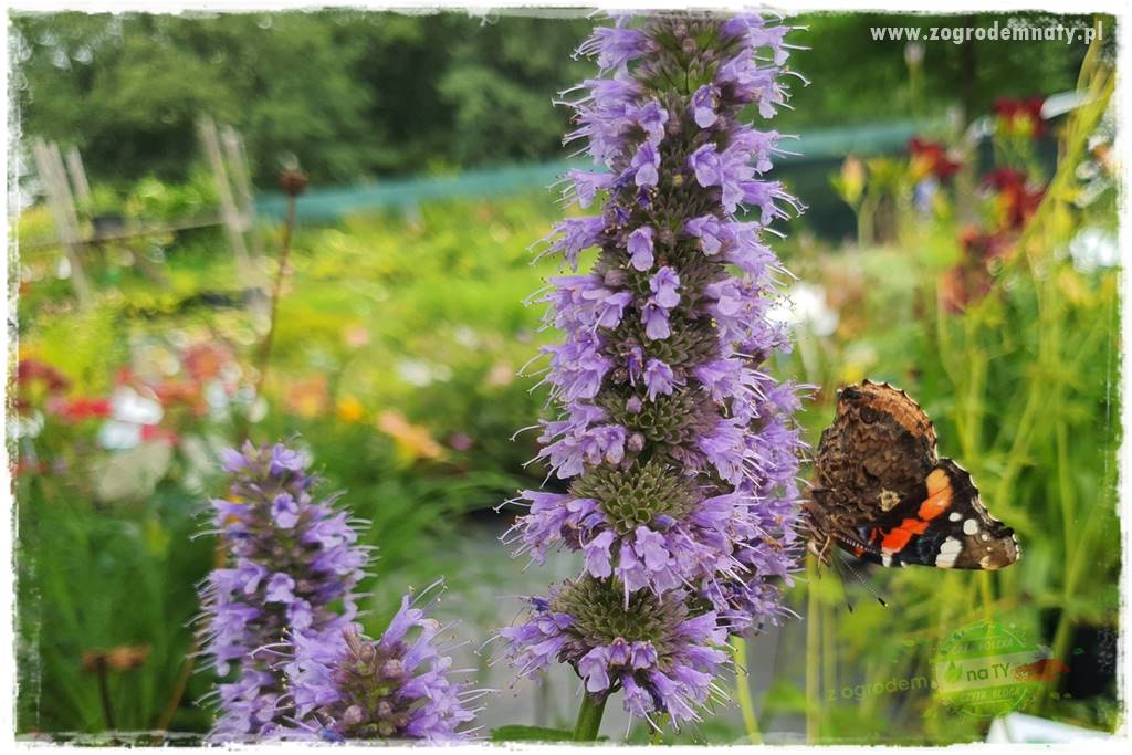 kwiaty przyciągające motyle 18 kwiaty przyciągające motyle 18