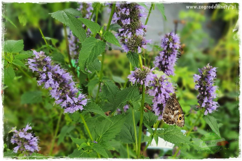 kwiaty przyciągające motyle 19 kwiaty przyciągające motyle 19