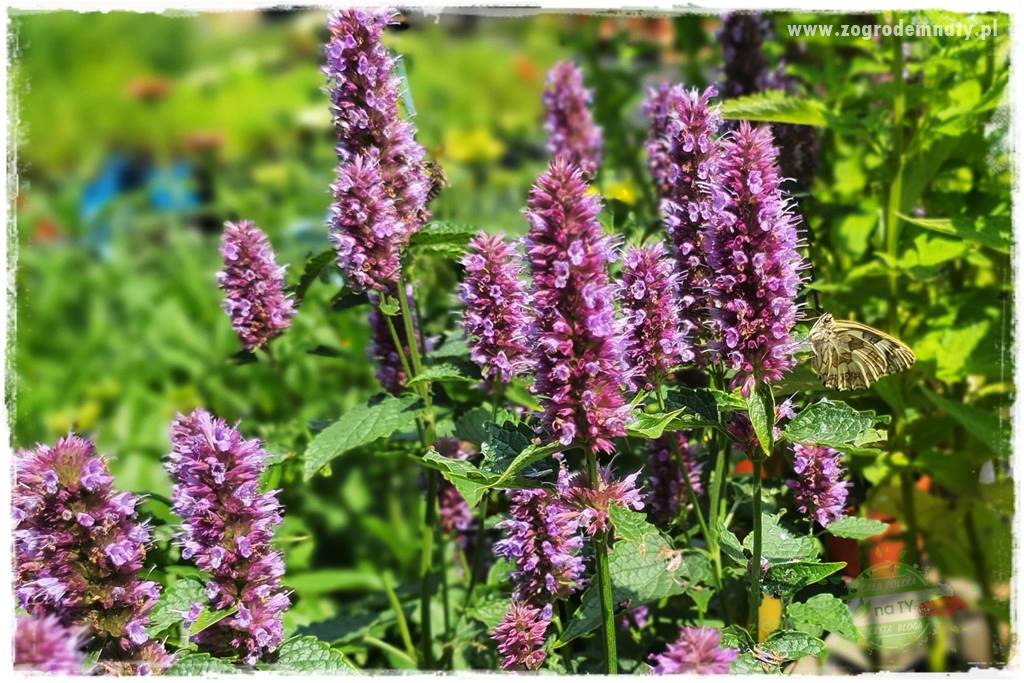 kwiaty przyciągające motyle 21 kwiaty przyciągające motyle 21