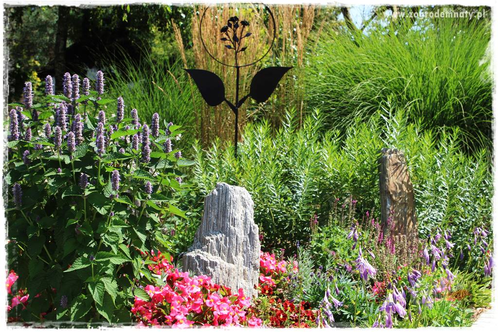 kwiaty przyciągające motyle 22 kwiaty przyciągające motyle 22