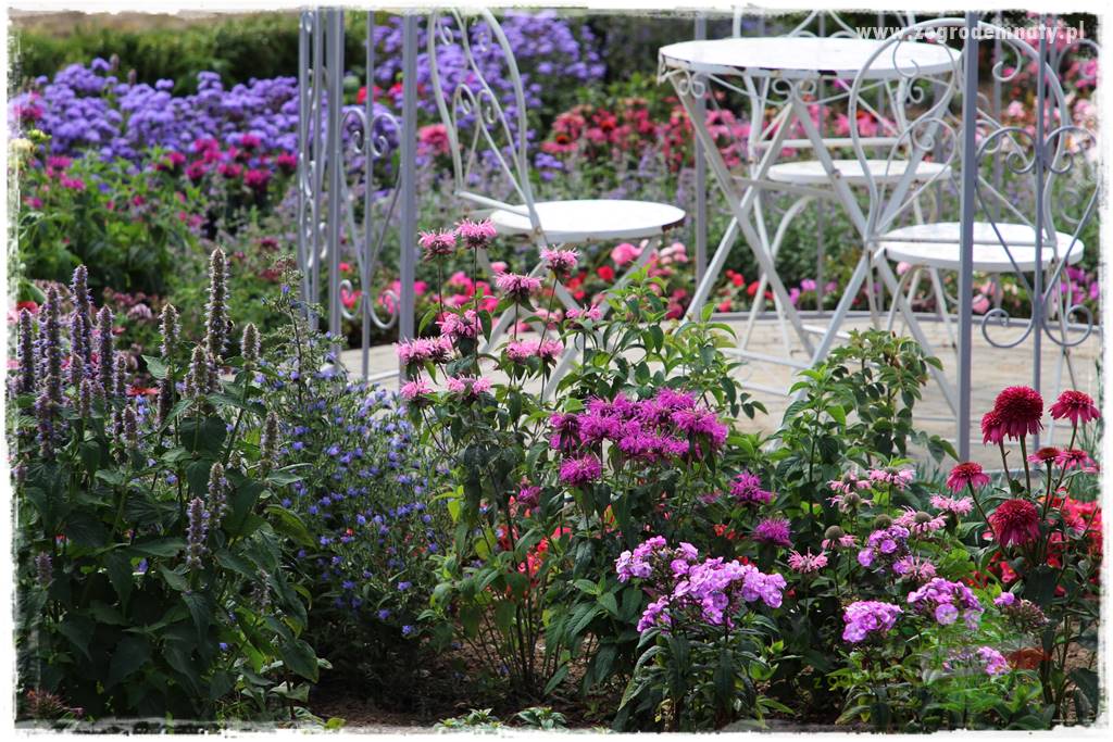 kwiaty przyciągające motyle 23 kwiaty przyciągające motyle 23