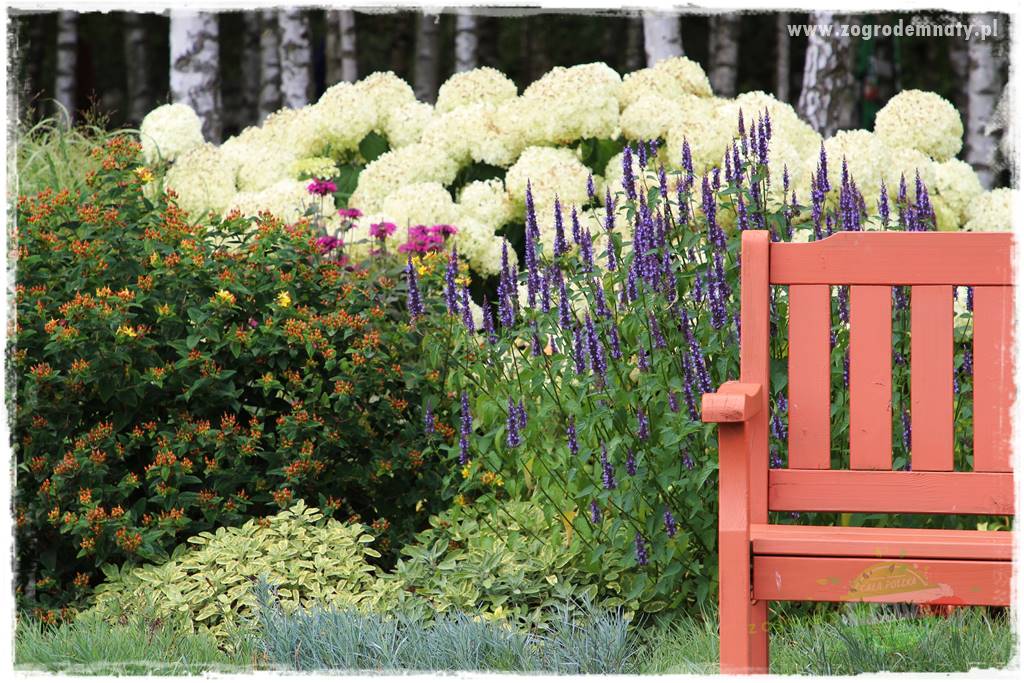 kwiaty przyciągające motyle 24 kwiaty przyciągające motyle 24