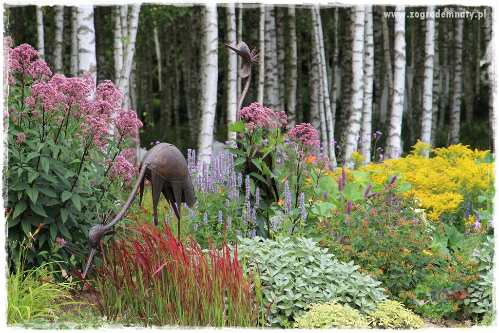 kwiaty przyciągające motyle 24b kwiaty przyciągające motyle 24b