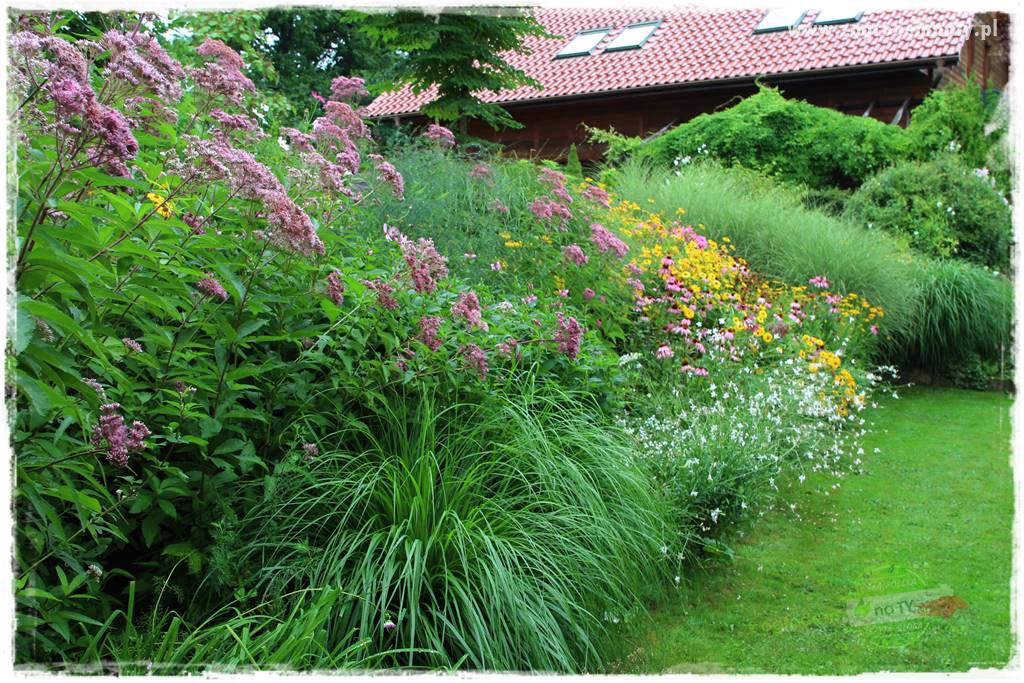 kwiaty przyciągające motyle 24c kwiaty przyciągające motyle 24c