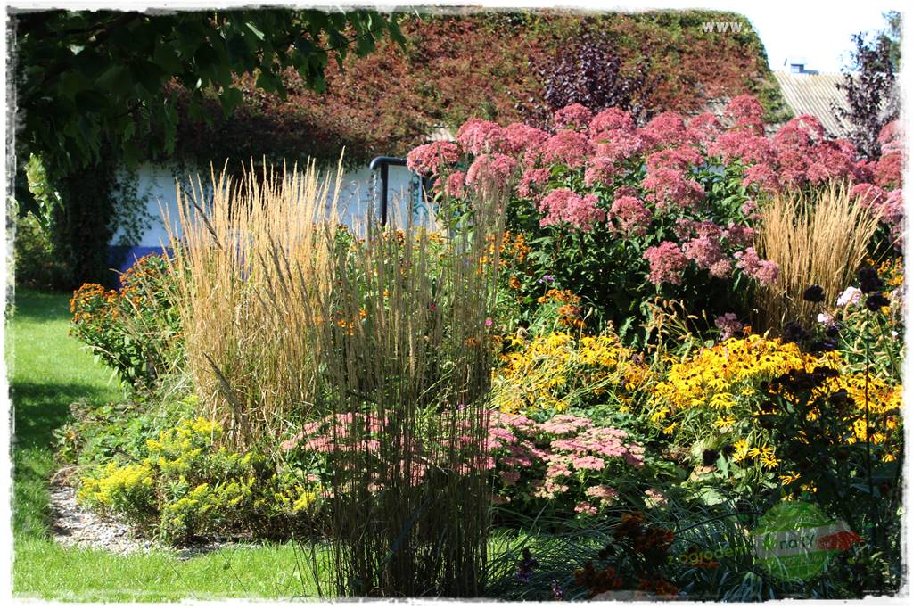 kwiaty przyciągające motyle 24d kwiaty przyciągające motyle 24d