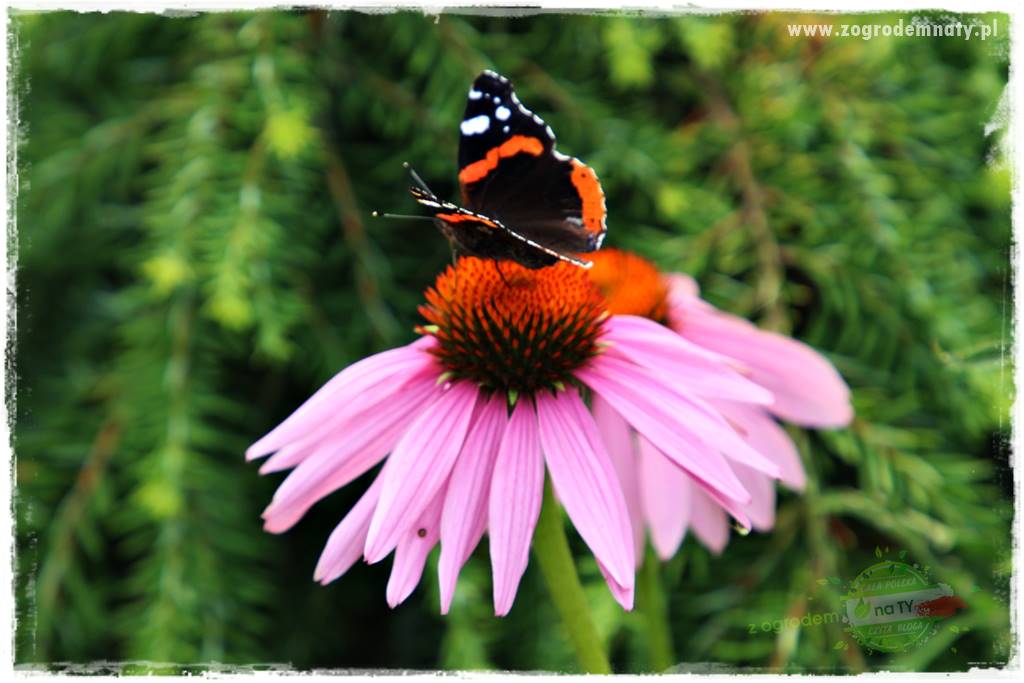 kwiaty przyciągające motyle 25 kwiaty przyciągające motyle 25
