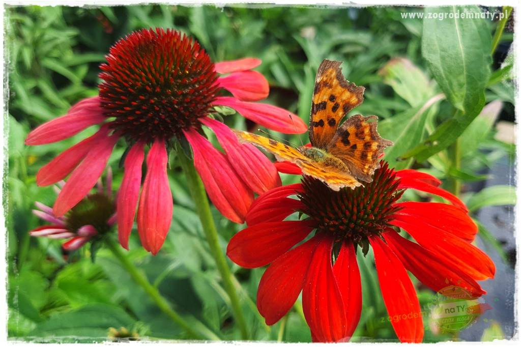 kwiaty przyciągające motyle 26 kwiaty przyciągające motyle 26
