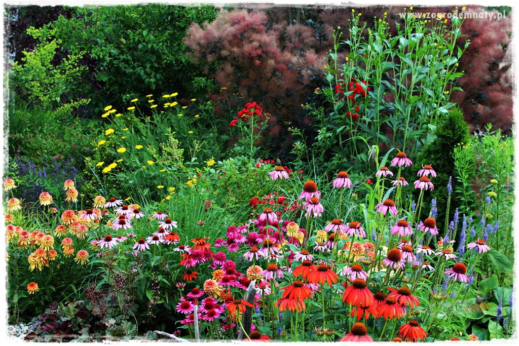 kwiaty przyciągające motyle 27 kwiaty przyciągające motyle 27