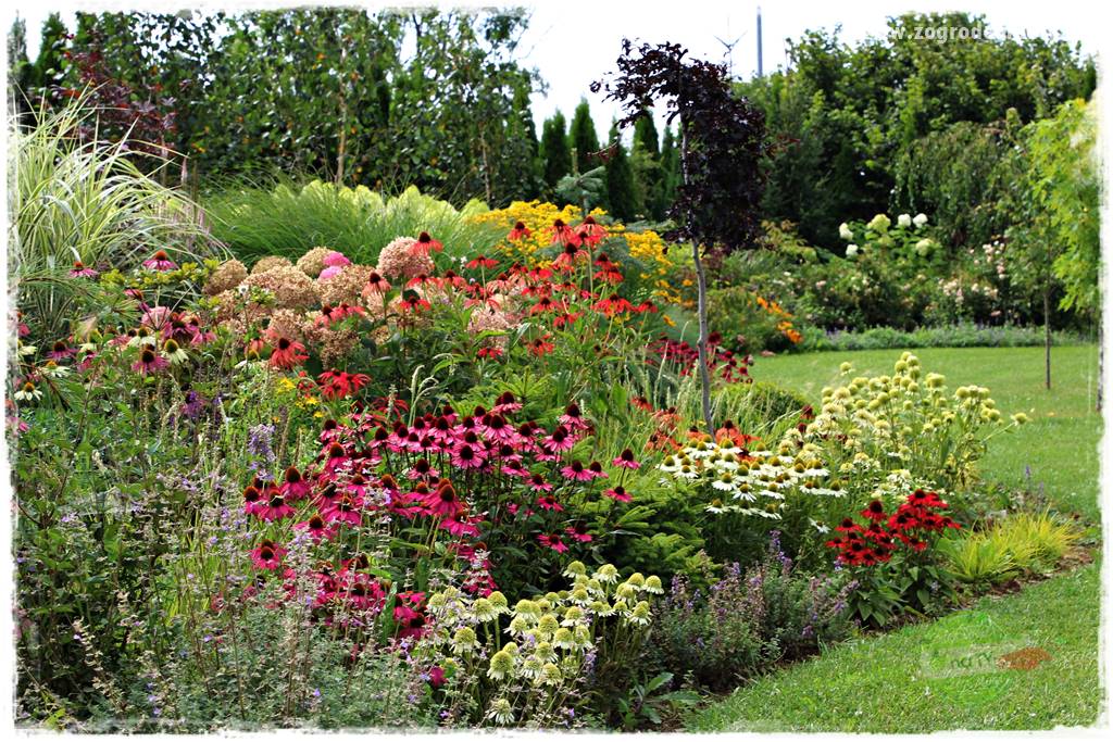 kwiaty przyciągające motyle 28 kwiaty przyciągające motyle 28