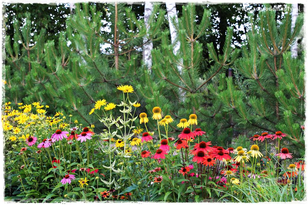 kwiaty przyciągające motyle 29 kwiaty przyciągające motyle 29