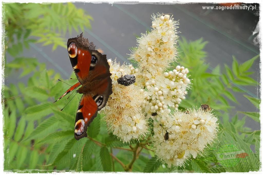 kwiaty przyciągające motyle 29a kwiaty przyciągające motyle 29a