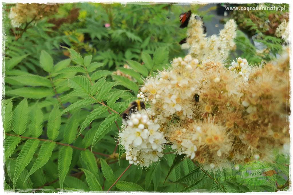 kwiaty przyciągające motyle 29b kwiaty przyciągające motyle 29b