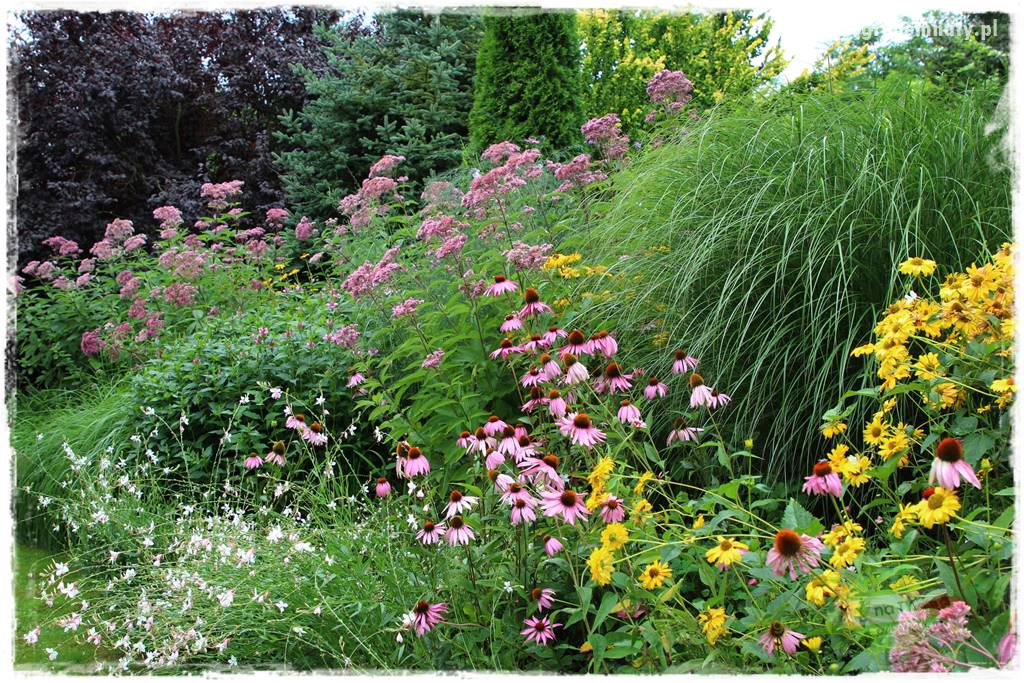 kwiaty przyciągające motyle 3 kwiaty przyciągające motyle 3