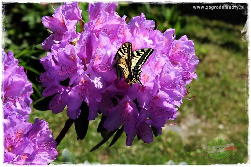 kwiaty przyciągające motyle 30 kwiaty przyciągające motyle 30