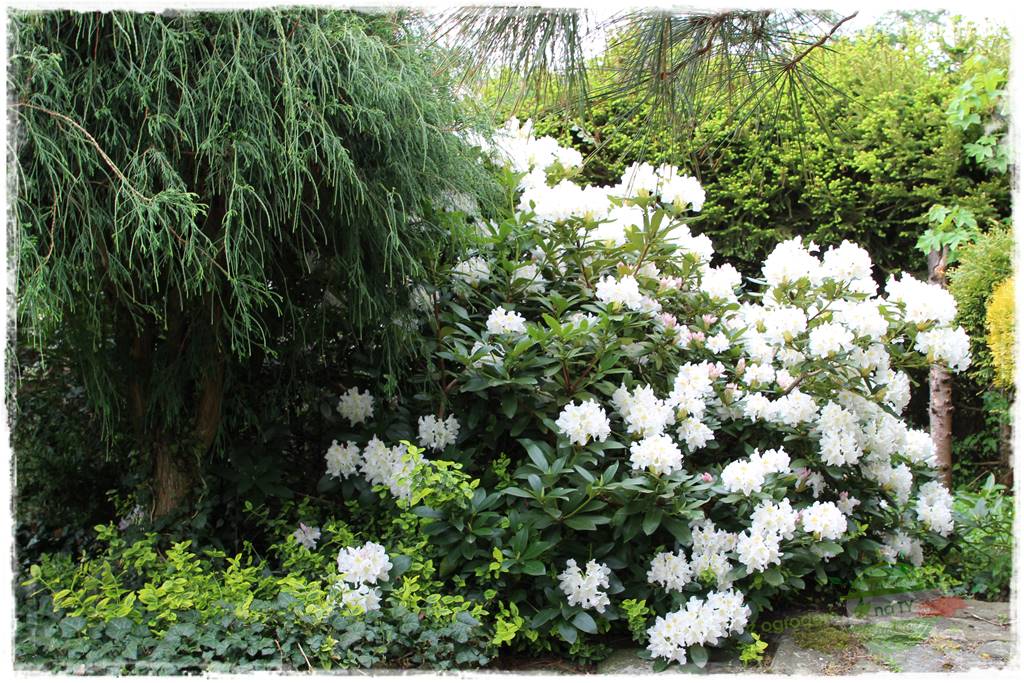 kwiaty przyciągające motyle 31 kwiaty przyciągające motyle 31