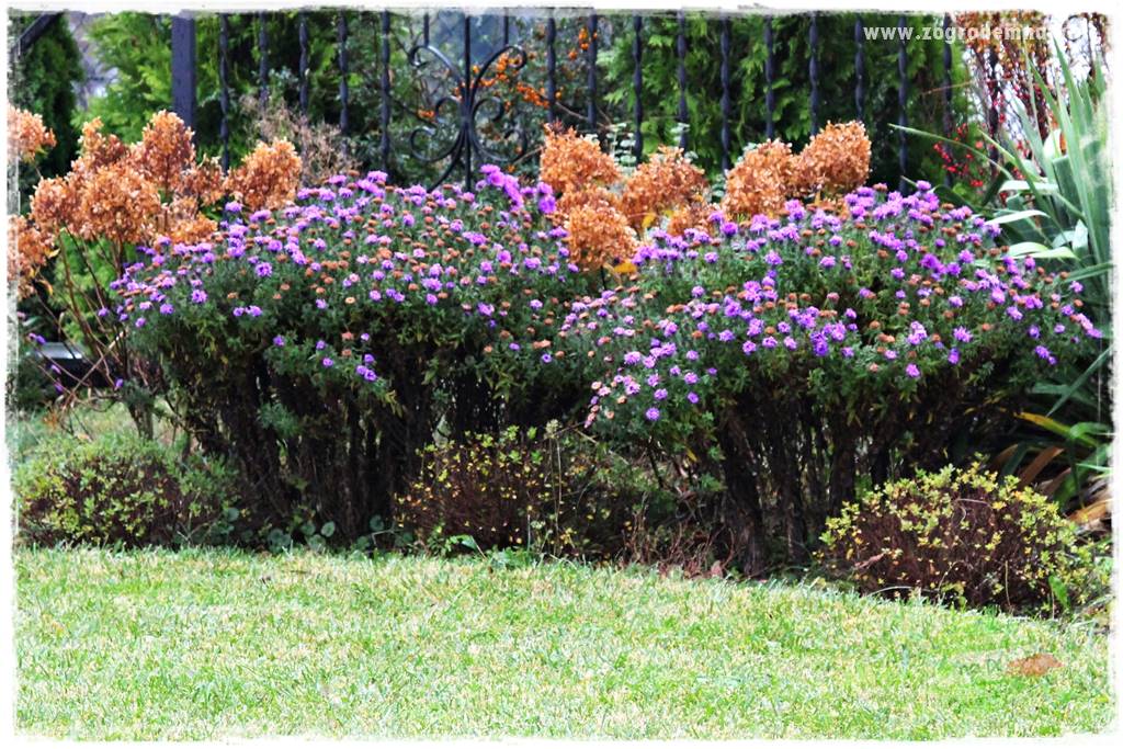 kwiaty przyciągające motyle 37 kwiaty przyciągające motyle 37