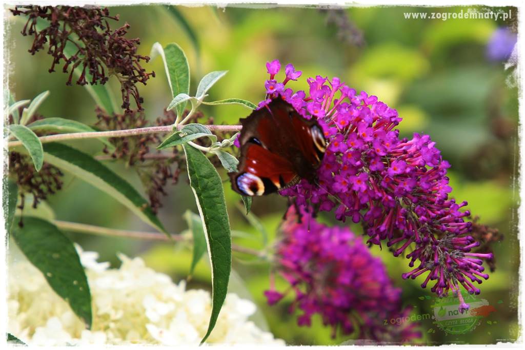 kwiaty przyciągające motyle 4 kwiaty przyciągające motyle 4