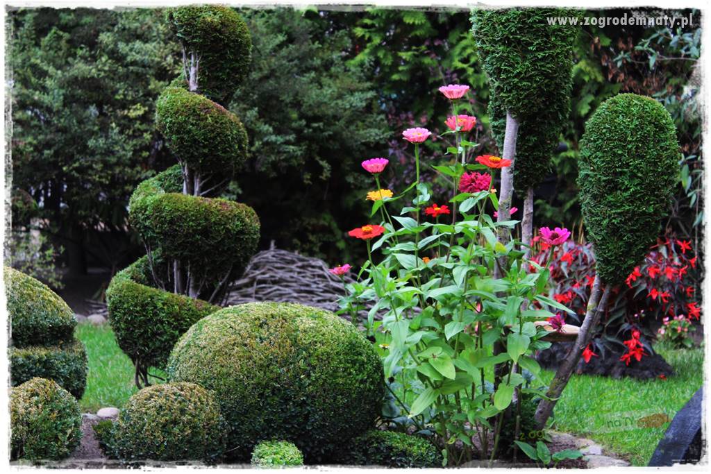 kwiaty przyciągające motyle 41