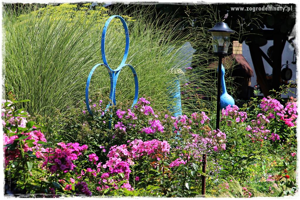 kwiaty przyciągające motyle 42