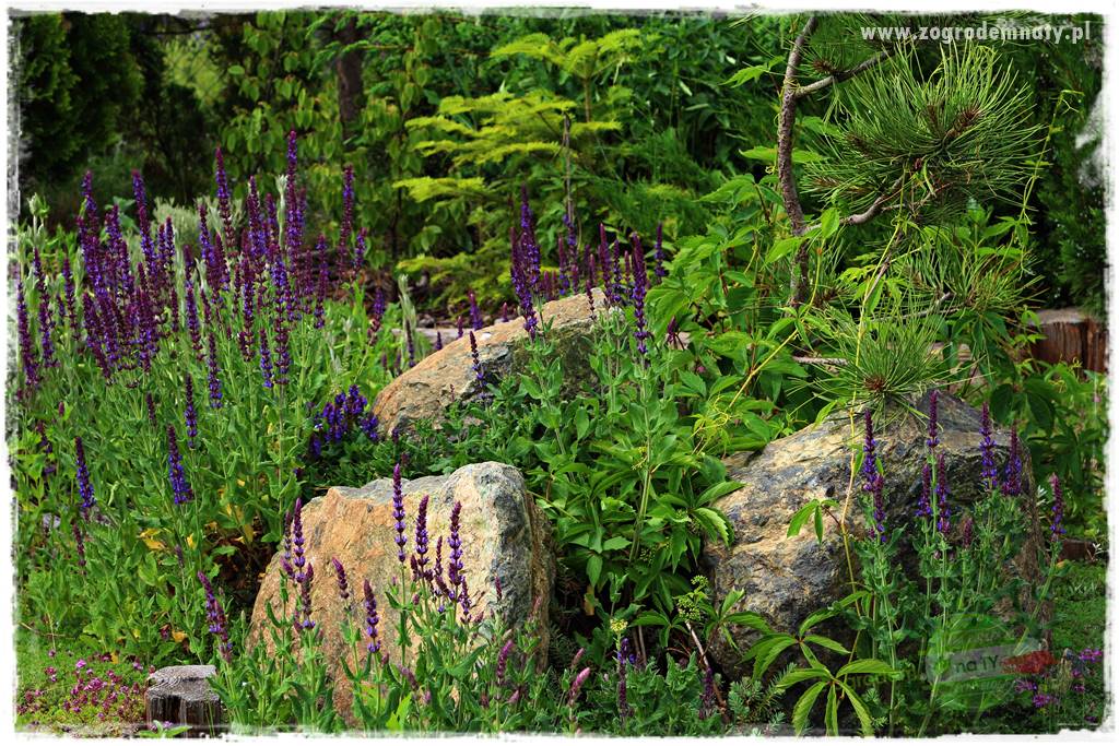 kwiaty przyciągające motyle 43