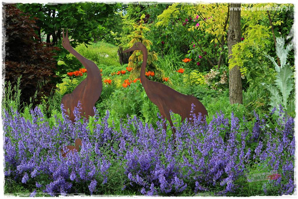 kwiaty przyciągające motyle 47