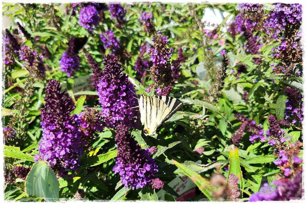 kwiaty przyciągające motyle 5 kwiaty przyciągające motyle 5