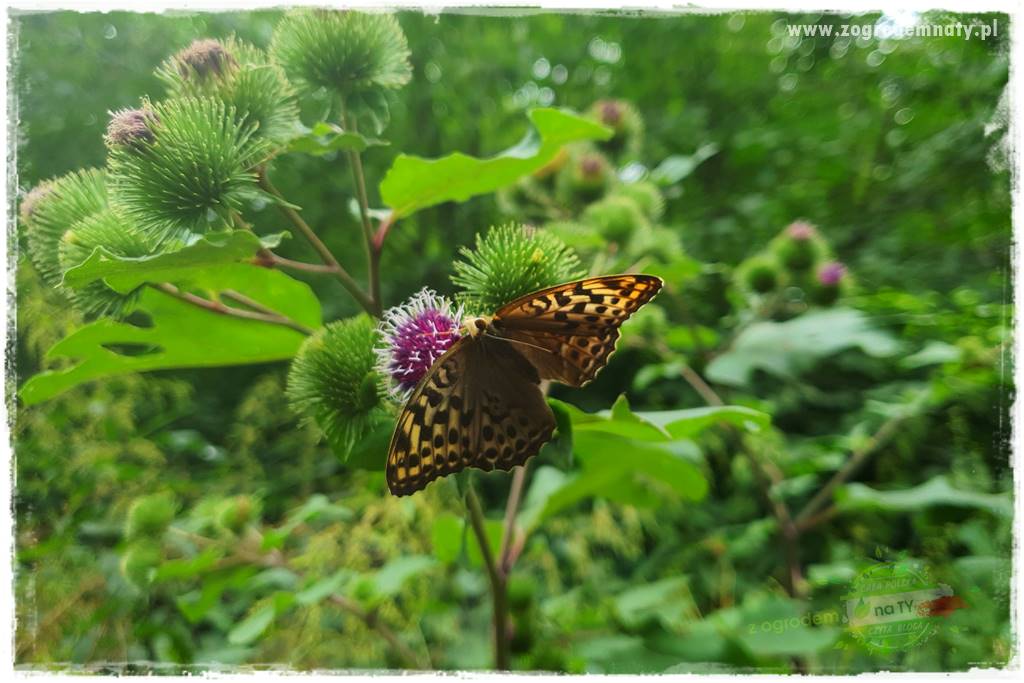 kwiaty przyciągające motyle 51