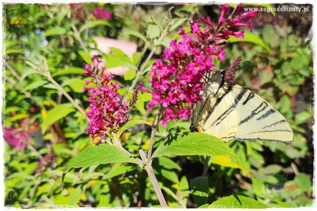 kwiaty przyciągające motyle 6 kwiaty przyciągające motyle 6