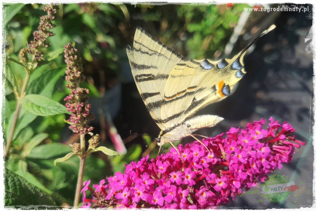 kwiaty przyciągające motyle 7 kwiaty przyciągające motyle 7