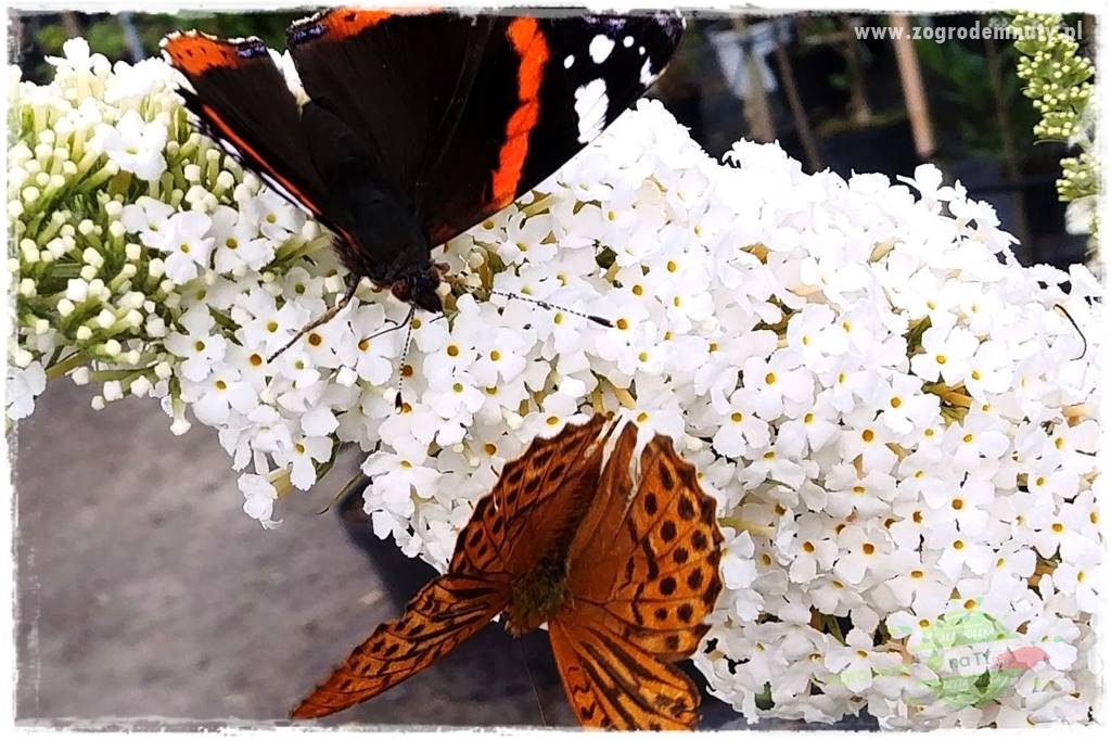 kwiaty przyciągające motyle 8 kwiaty przyciągające motyle 8