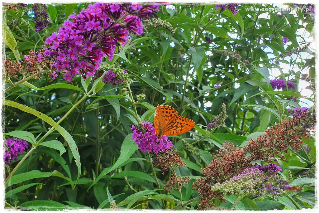 kwiaty przyciągające motyle 9 kwiaty przyciągające motyle 9