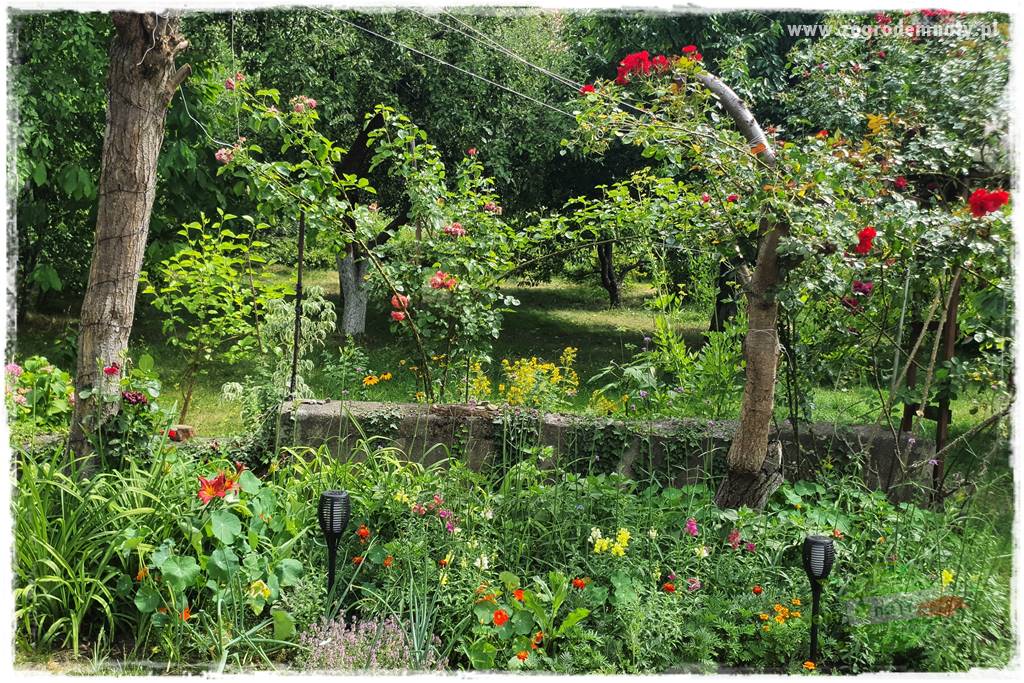 oszczędzanie wody w ogrodzie 1 oszczędzanie wody w ogrodzie 1