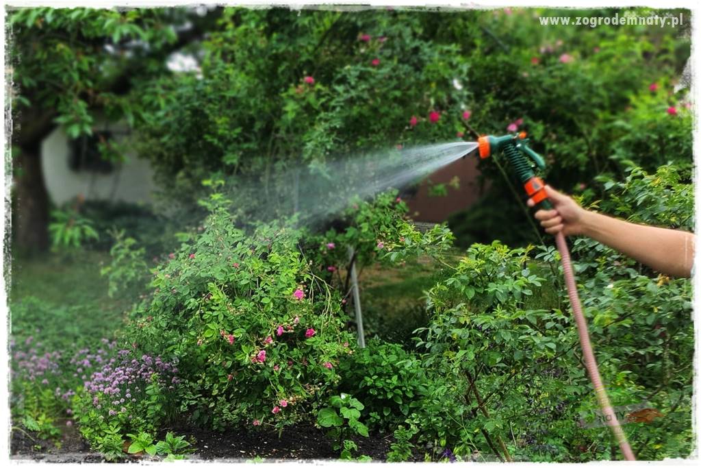 oszczędzanie wody w ogrodzie 17