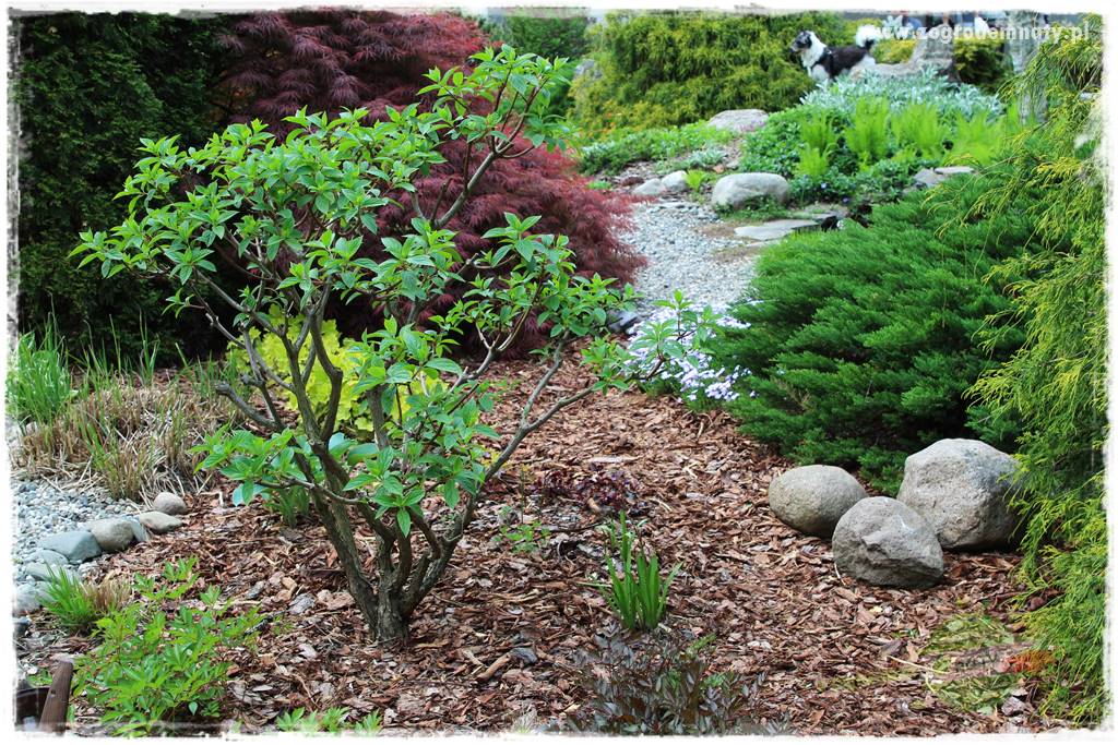 oszczędzanie wody w ogrodzie 18