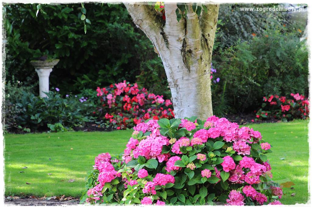 oszczędzanie wody w ogrodzie 21 oszczędzanie wody w ogrodzie 21