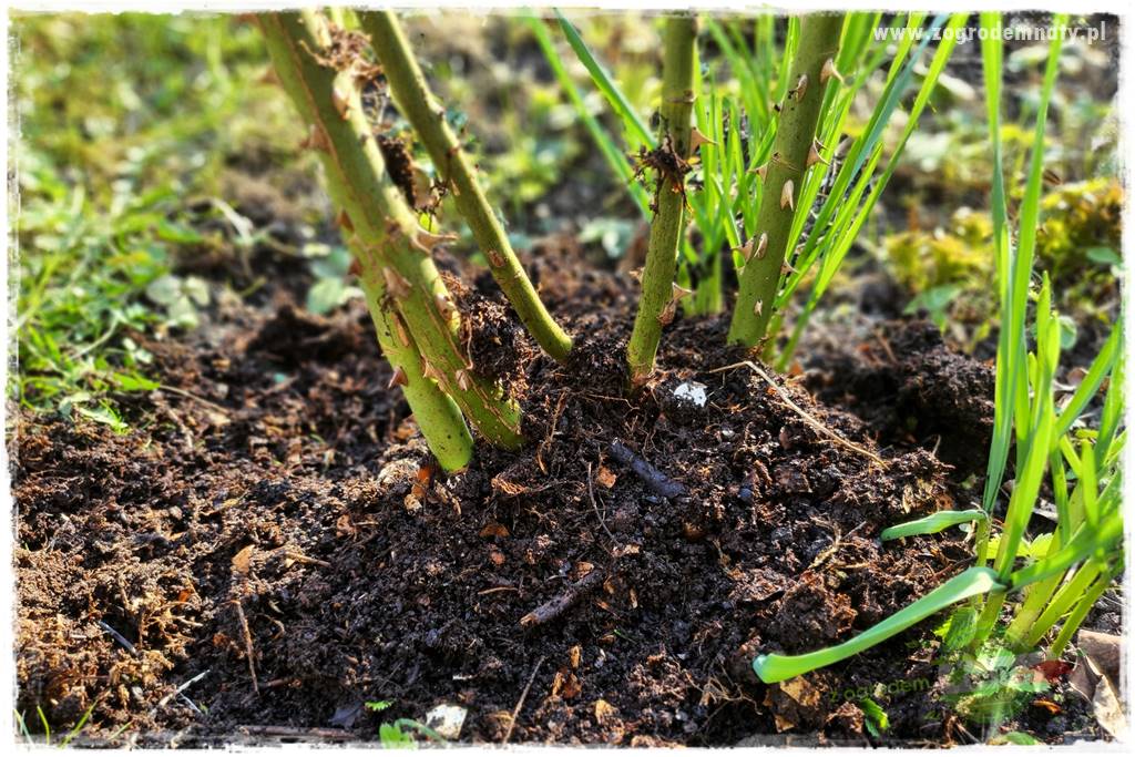 oszczędzanie wody w ogrodzie 22