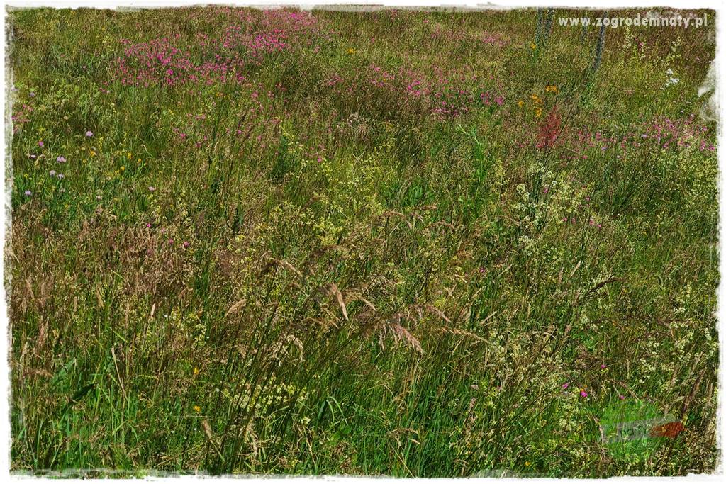 oszczędzanie wody w ogrodzie 23