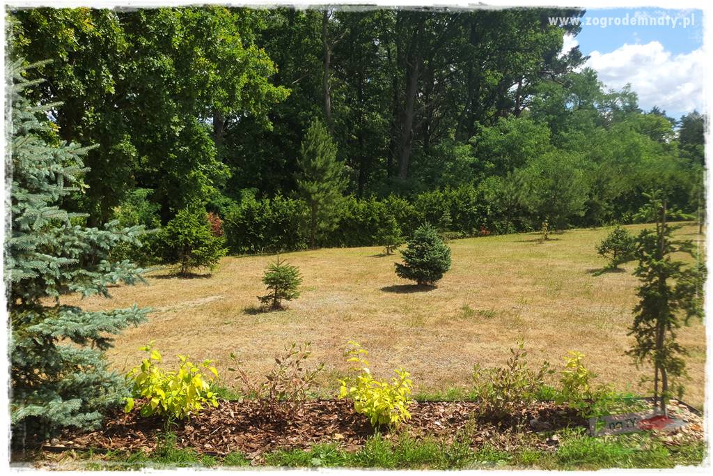 oszczędzanie wody w ogrodzie 4 oszczędzanie wody w ogrodzie 4