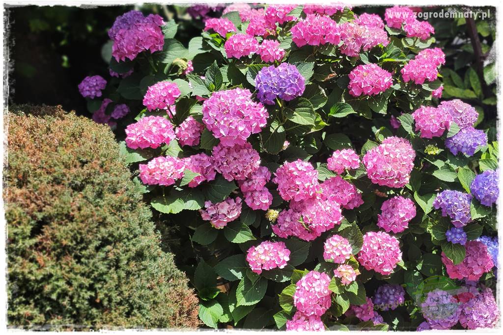 oszczędzanie wody w ogrodzie 5 oszczędzanie wody w ogrodzie 5