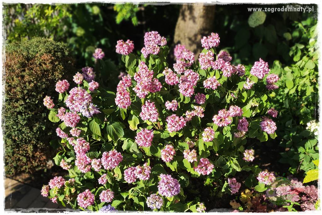 oszczędzanie wody w ogrodzie 6 oszczędzanie wody w ogrodzie 6