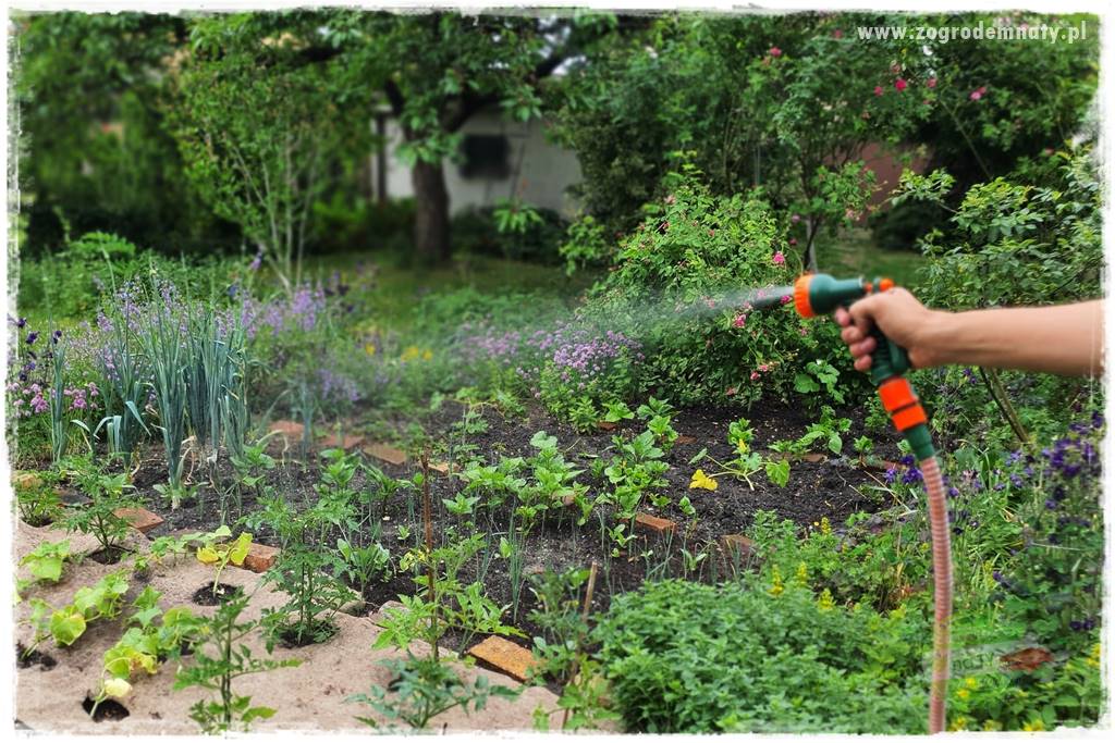 oszczędzanie wody w ogrodzie 7
