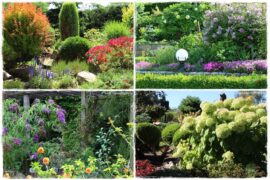 Krzewy ozdobne łatwe w uprawie 0