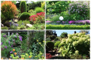 Krzewy ozdobne łatwe w uprawie 0