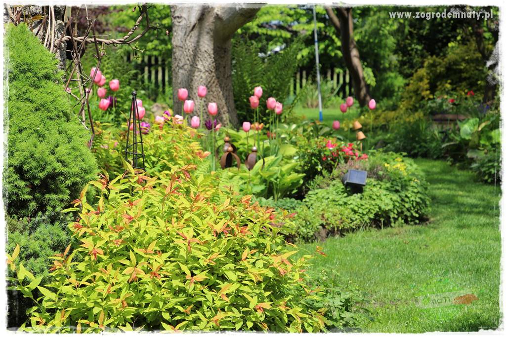 Krzewy ozdobne łatwe w uprawie 11 Krzewy ozdobne łatwe w uprawie 11