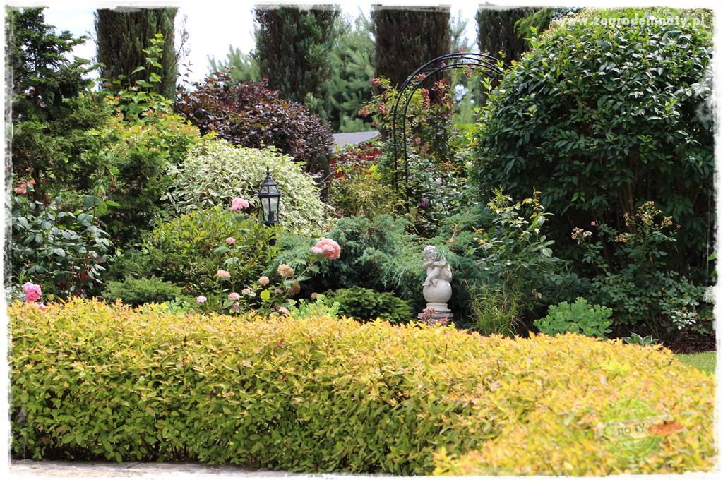 Krzewy ozdobne łatwe w uprawie 12 Krzewy ozdobne łatwe w uprawie 12