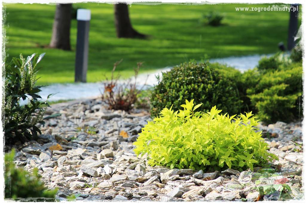 Krzewy ozdobne łatwe w uprawie 13 Krzewy ozdobne łatwe w uprawie 13