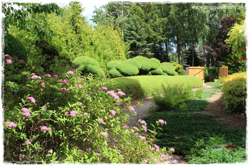 Krzewy ozdobne łatwe w uprawie 15 Krzewy ozdobne łatwe w uprawie 15