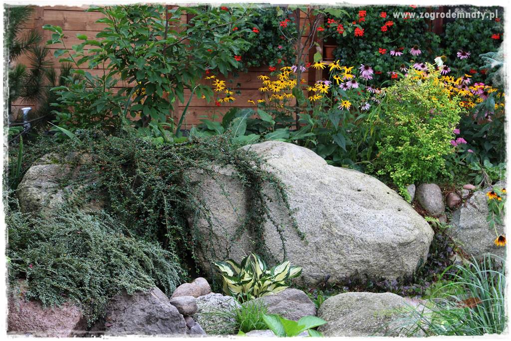 Krzewy ozdobne łatwe w uprawie 20 Krzewy ozdobne łatwe w uprawie 20