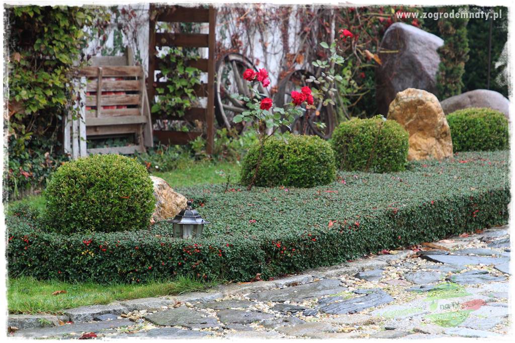 Krzewy ozdobne łatwe w uprawie 21 Krzewy ozdobne łatwe w uprawie 21