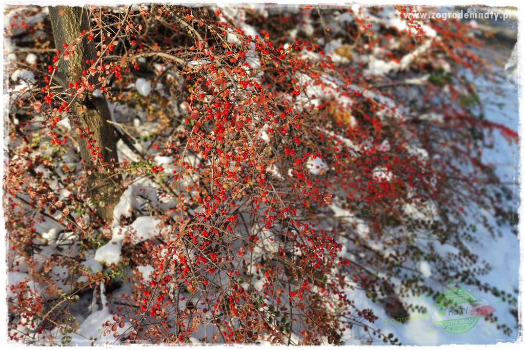 Krzewy ozdobne łatwe w uprawie 23 Krzewy ozdobne łatwe w uprawie 23